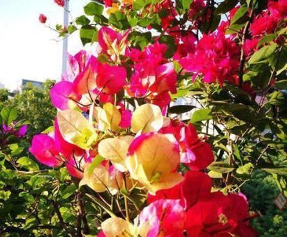  画报@三角梅中的“百变星君”，做好4点，四季开花，每次花色都不同