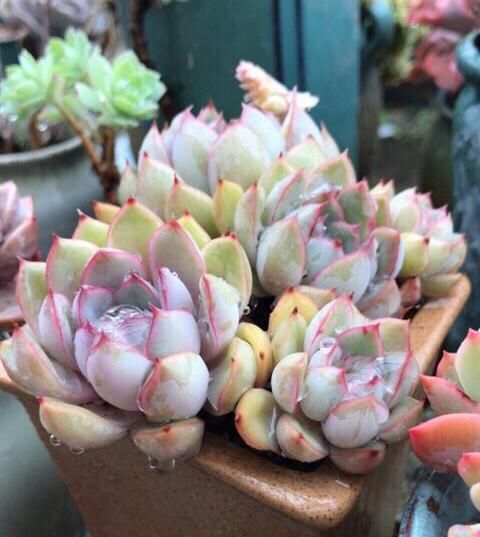  #淋完雨#淋过雨的多肉都很美，雨可以淋，但是这6件事不能忘