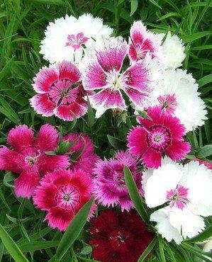  #漂亮#喜欢养护漂亮的花卉，就选择花朵簇拥，层层叠叠，花开妖娆的花卉