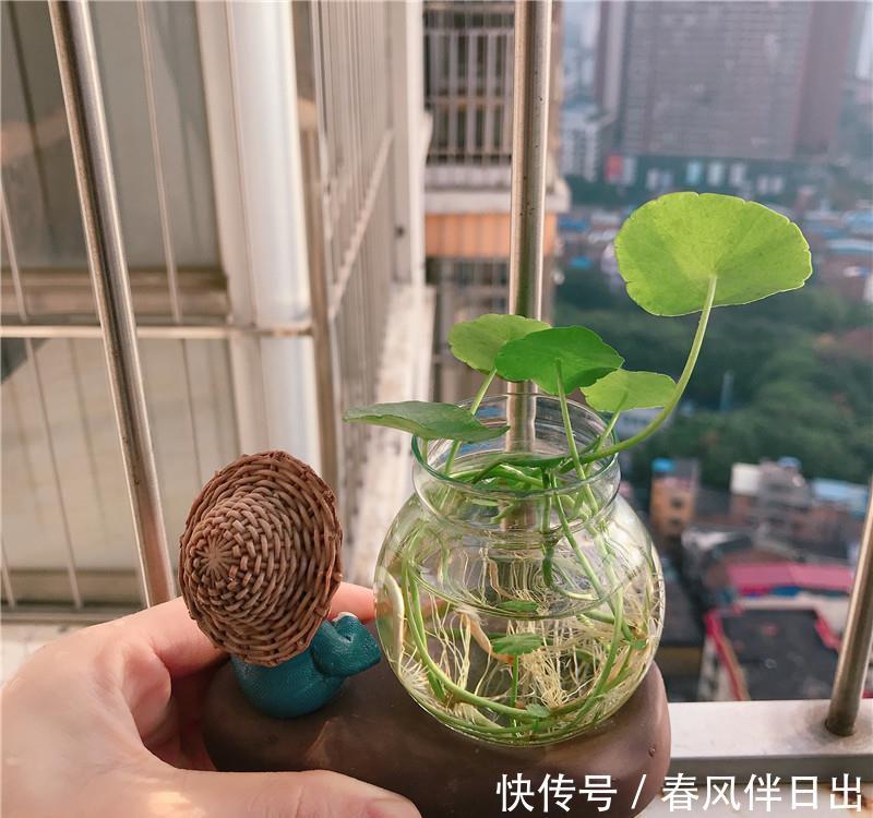  『小花』盆栽拍档：“和尚”小花器，圆叶小精灵，办公桌“新欢”！