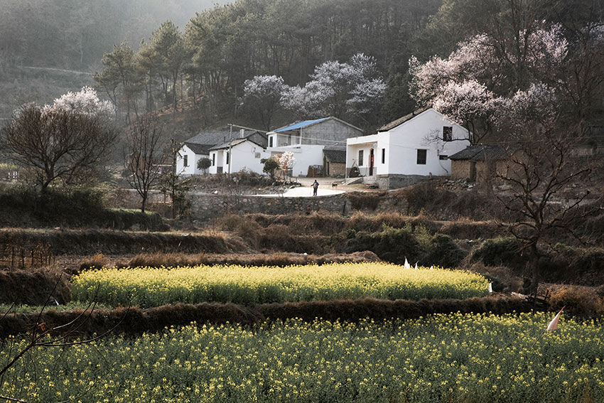 大别山区有个古朴而秀美的地方，借问此地在何处，牧童遥指杏花村