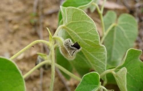 路旁这杂草，如今才知道它价值3元一斤，若除掉它，请勿扔掉