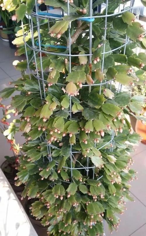  『开完』3种花开完剪一剪，20天又冒花芽，开完一茬又一茬！