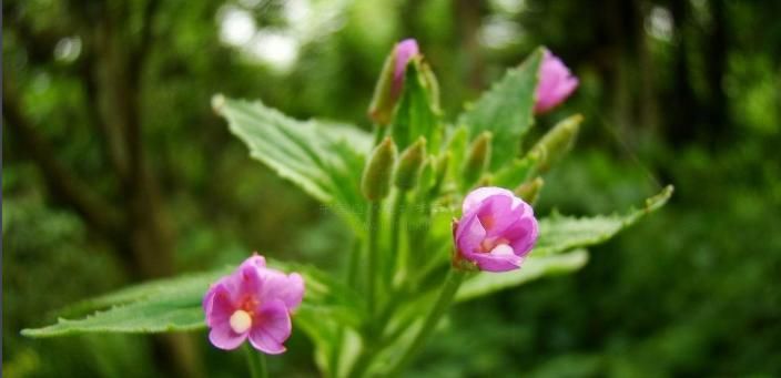  「野花野草」人称“柳叶菜”，又叫鱼鳞草，价值珍贵，野外常有，认识的人不多