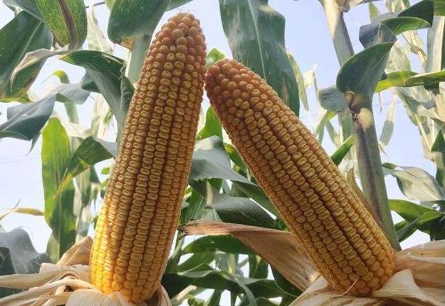  「玉米」玉米10-15天后即将收获，有不少农户还在浇水，这是为什