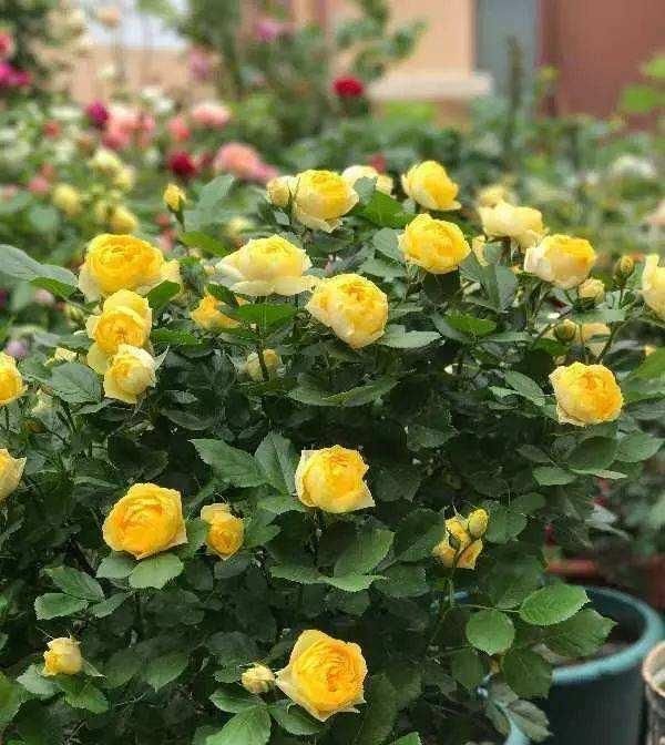 牡丹■别看着眼馋,这些大型花,没有一个院子,买了也白花钱