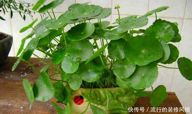  『铜钱草』这2种花最喜欢喝水了，到了盛夏一定要多浇水，不断水就不萎蔫