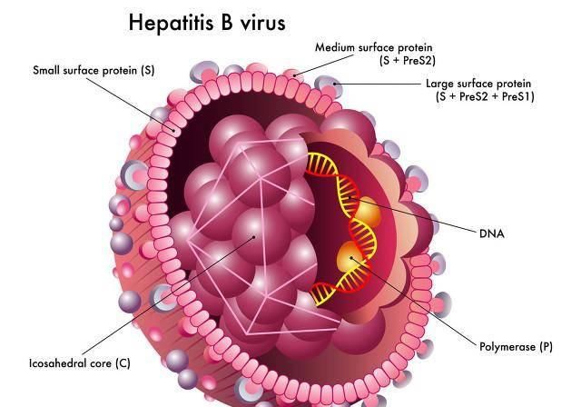  「动能」孟庆华专家教授：营养成分“动能”是慢性乙肝医治的关键基本
