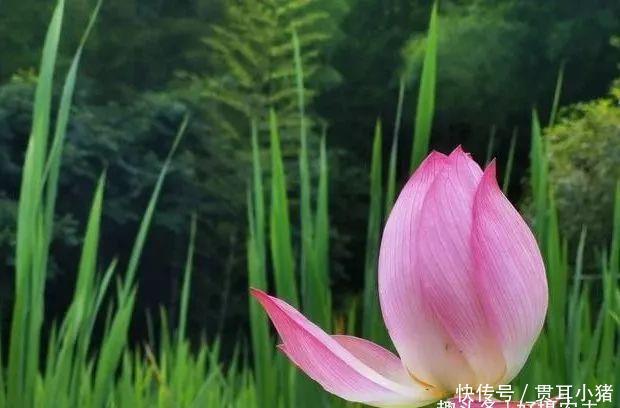 #中国人#国花评选引起热议兰花的4大优点,完全可以列为国花