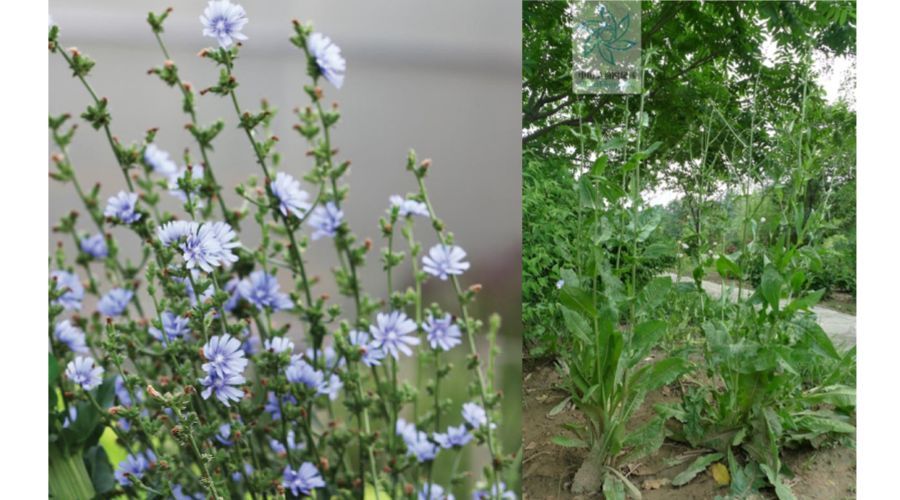  『菊苣』菊苣有这么多应用价值，总有一点是你想不到的