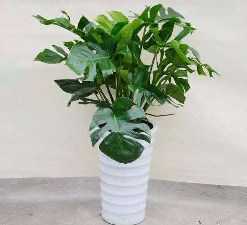  「艳丽」这“5种”花，好看又好养，开花艳丽，美不胜收，家庭盆栽首选