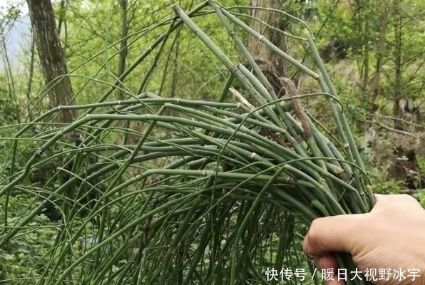 身价|农村一种被忽视的野草,现在身价猛增,一斤可以卖到800元!