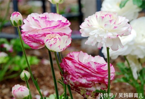  #皮实#春天非常皮实好养，颜值超高的四种花卉，喜欢养花的你不要错过