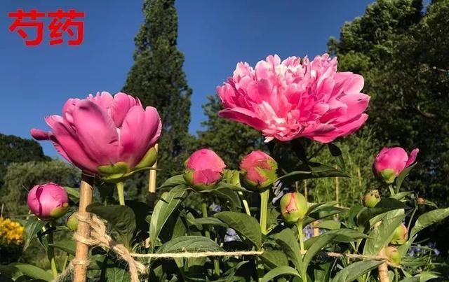 『牡丹』芍药和牡丹的区别图,看懂图就能轻松区分出来!
