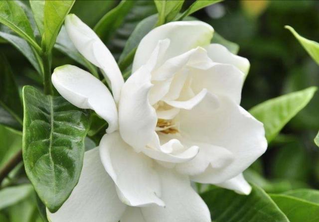 栀子花花苞:只要养护好,栀子花2月也开花,花后别忘一件事,越长越旺