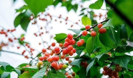  「新人」1种水果盆栽，特点是“易养活、好生长、果实甜美”，新人参考！