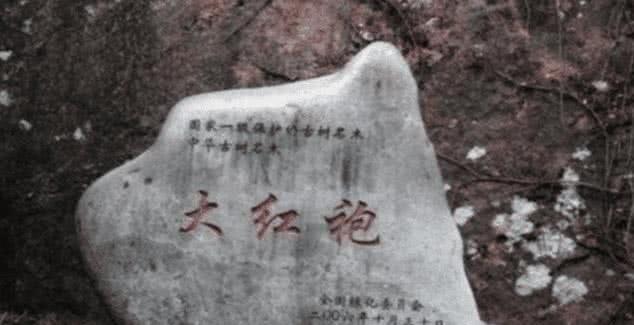 中国“最昂贵”两棵树，结出果实一颗50万，投保金额高达1亿