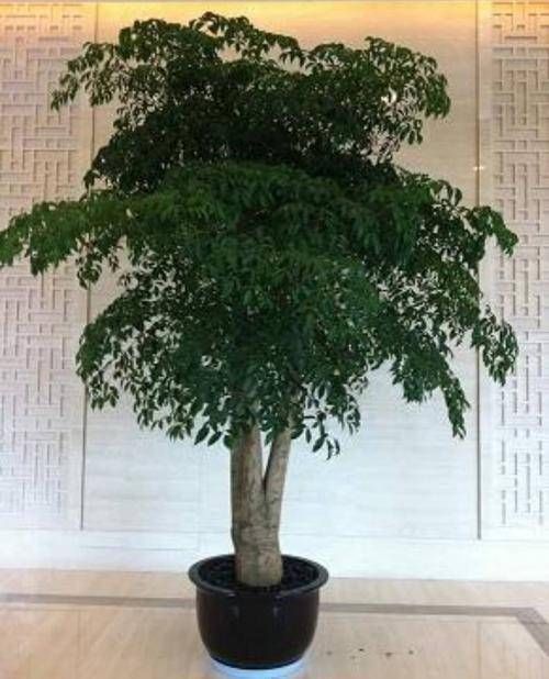  [摆在]有钱人最喜欢这3种“花”，摆在家里镇宅旺财，四季常青开花不断