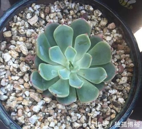  撸下来的叶：经常给多肉做1动作，加1料，迅速生长，还爱爆盆