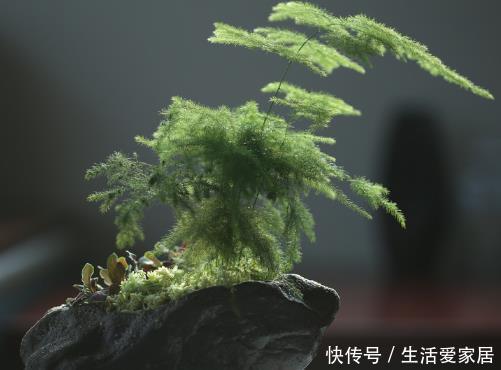  『油绿』文竹养护做足4个方面，叶子油绿还不黄叶，长势喜人，花满枝头