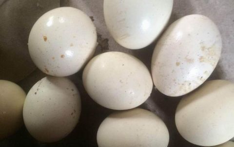  利润|一个蛋200元，一只利润近3万，市场供不应求，养殖新风口？