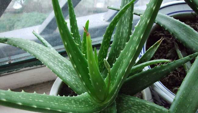  盆土：盆栽芦荟怎么浇水