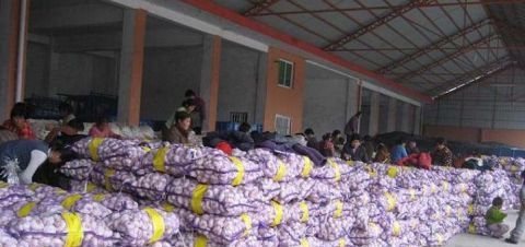  炒作|常见的佐料，今年“蒜你狠”收购价降低，农民：都是炒作惹