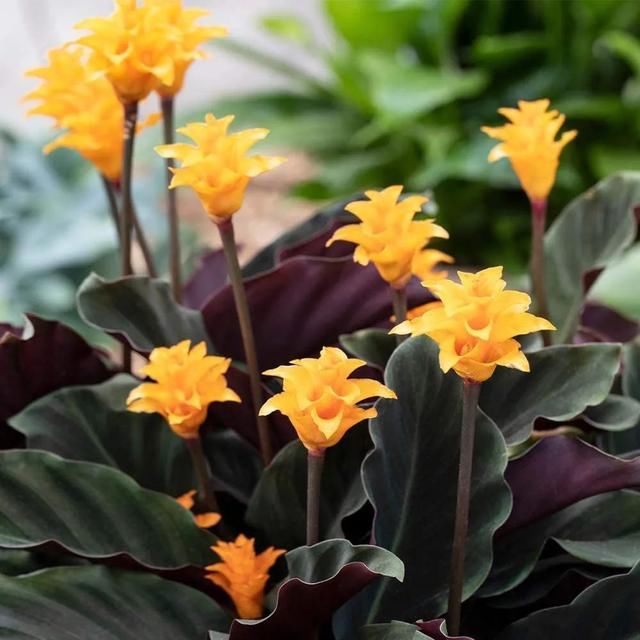  『家里』在室内半阴处容易开花的11种盆栽开花植物，家里可多种几种