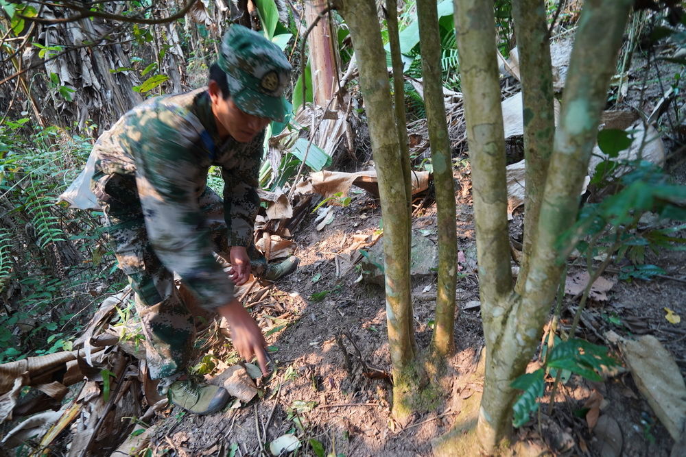 探秘古茶树:当地人说很多老茶树被无知砍了，而留下来是因为人懒