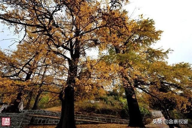 黄色风暴打卡地？金寨这个银杏观赏地绝美