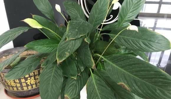 「肥容易引起」还在乱施肥?快住手,不然花一夜就死翘翘!