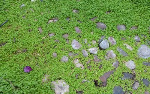 #适合#不想在院子里种草坪,这些观赏花很适合,光照充足和遮阴处都能养