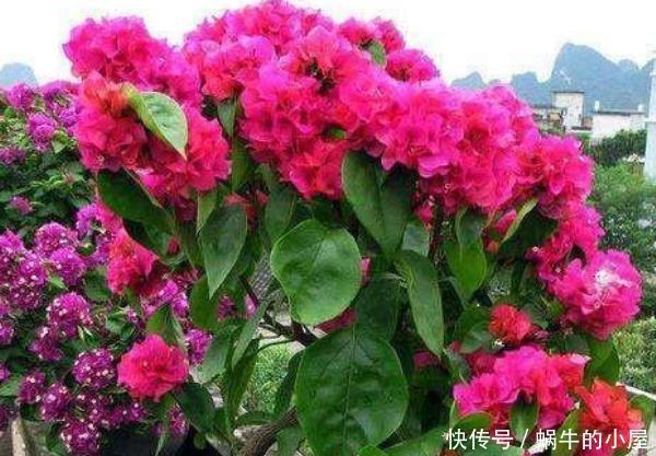 \＂i1\＂: \＂郁金香几月份开的最好？\＂这3种号称“晒不死的花”，天越“热”越开爆满盆，你家养了没？