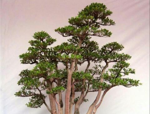 丛林式盆景造型要注意这4点，造出的景才会细致生动