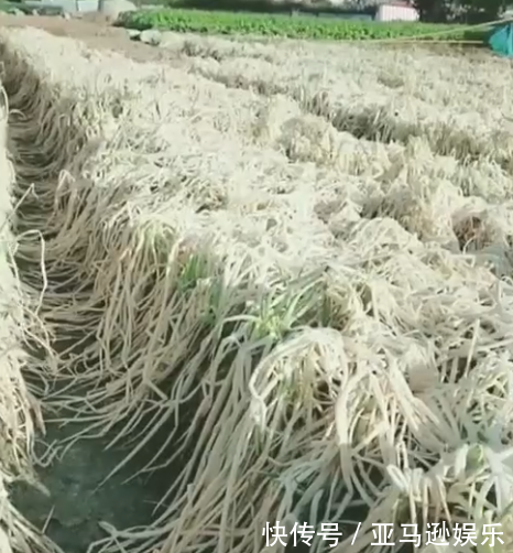 老农错把除草剂当成助长剂，满地的葱悲剧了，网友却表示活该