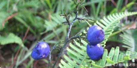 农村这种野果，爷爷说“只能看不可触碰”在民间是独特的珍贵药材