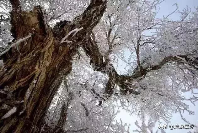 雪后的中国胡杨林，才是真正美爆了!