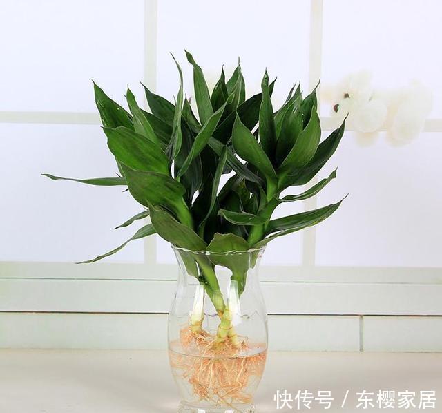 「室内」养护“观音竹”,做好几点,株型俊俏多姿,叶子纤柔可爱