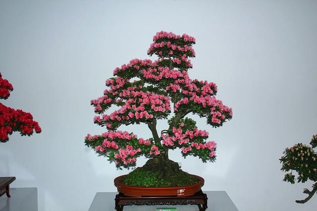 百年的杜鹃树，你们见过吗？美到游客不断！