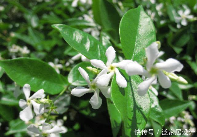  「日常」风车茉莉花朵非常像风车，日常养护风车茉莉有哪些技巧？
