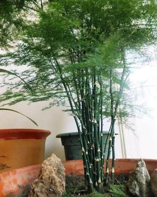  【大树】文竹晒点散射光，喝点“大补药”，摆脱弱不禁风，长成大树爬满墙