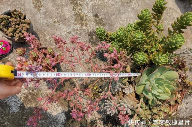 【时节】多肉在美好时节里尽情绽放吧!