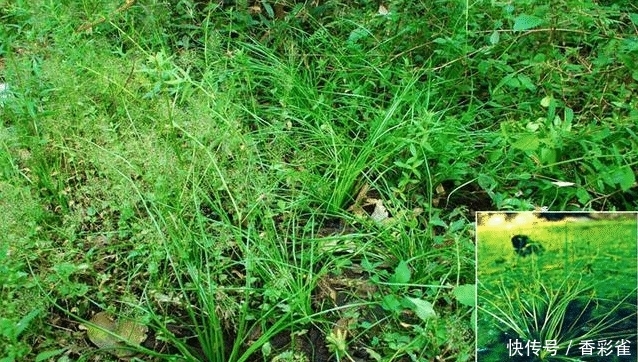  【采挖】这种像韭菜的野草不要随意采挖，是国家一级保护植物，