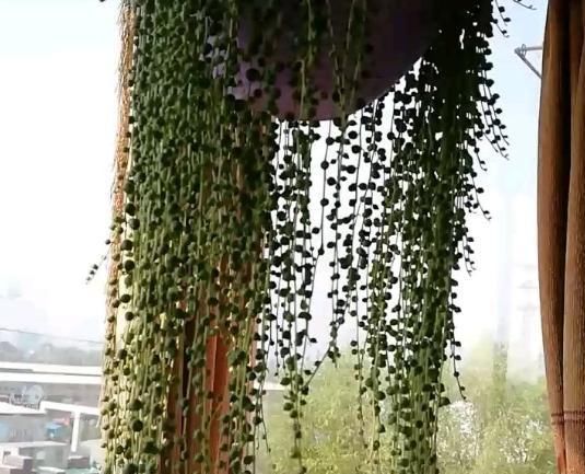  窗前：6种花适合吊起来养，挂在窗前，比窗帘还好看