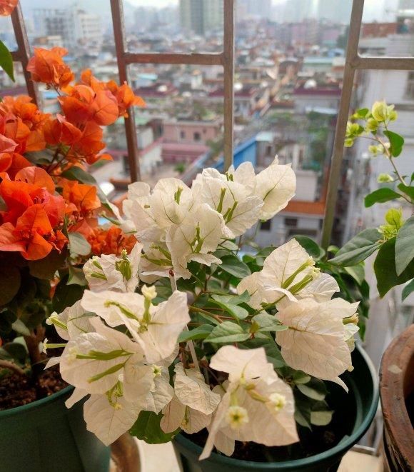 『三角梅』盆栽三角梅,喂点“催花肥”,红花开满枝,花期长达6个月