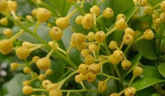 『品种』这些植物开出来的花朵有柠檬和橙子的清香,养阳台上就能开花了