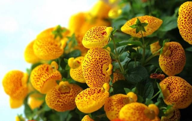 养不活：没事别养荷包花，一般家庭真的养不活