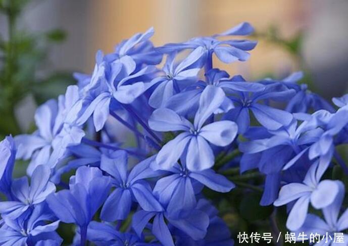  「夏季」“3种花”，夏季盆栽首选，蓬勃有生机，清清爽爽好漂亮！