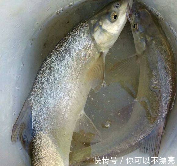 黄河现怪鱼群，疑似入侵鱼，实是消失多年的裸鲤，再现因黄河变清