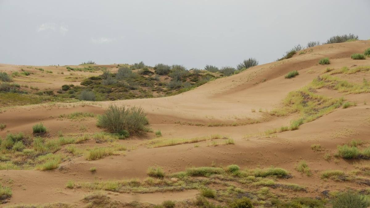  心血@中国40年“心血结晶”: 第一个沙漠即将消失, 却引来外国人